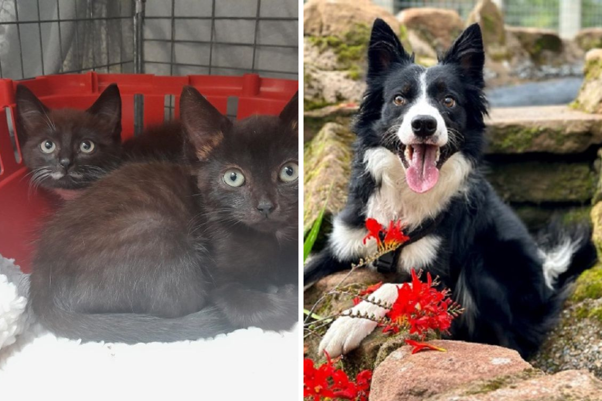 Meet Jay, Silent Bob and Milo- Our pets of the week