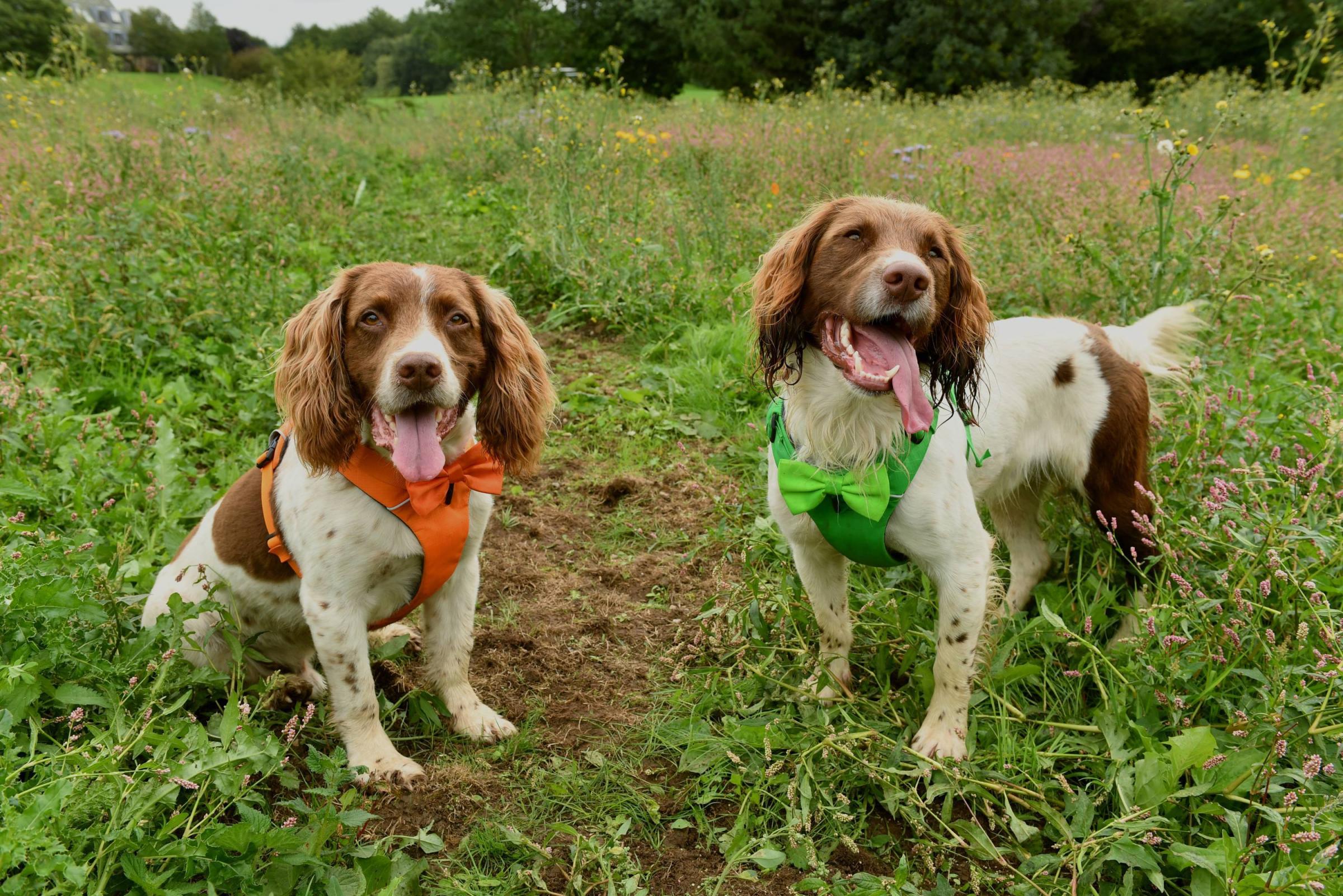 dog breeds itv